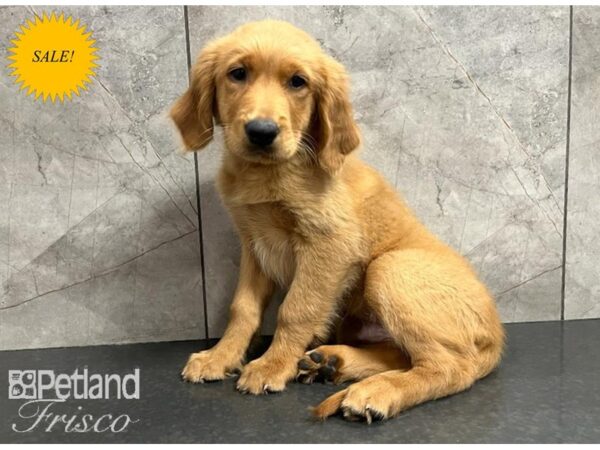 Golden Retriever DOG Male Golden 30274 Petland Frisco, Texas