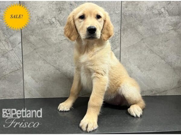Golden Retriever-DOG-Female-Golden-30275-Petland Frisco, Texas