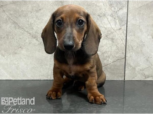 Dachshund DOG Male Brown and Black 30312 Petland Frisco, Texas