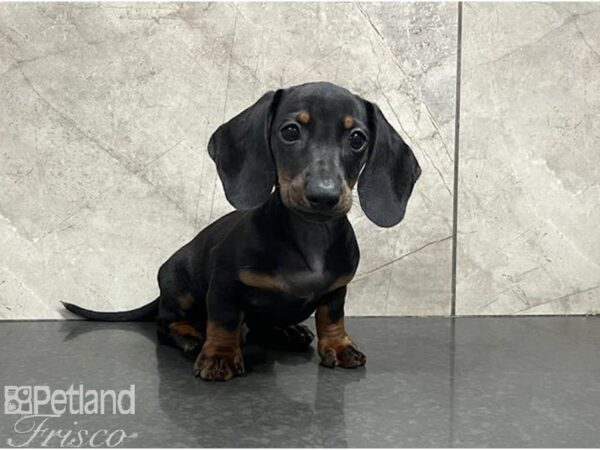Dachshund-DOG-Male-Black and Tan-30313-Petland Frisco & Mckinney, Texas