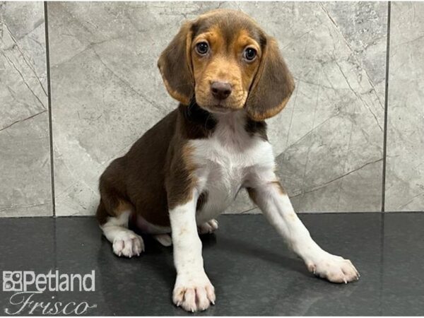 Beagle DOG Female White and Chocolate 30310 Petland Frisco, Texas