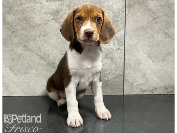 Beagle DOG Male White and Chocolate 30308 Petland Frisco, Texas