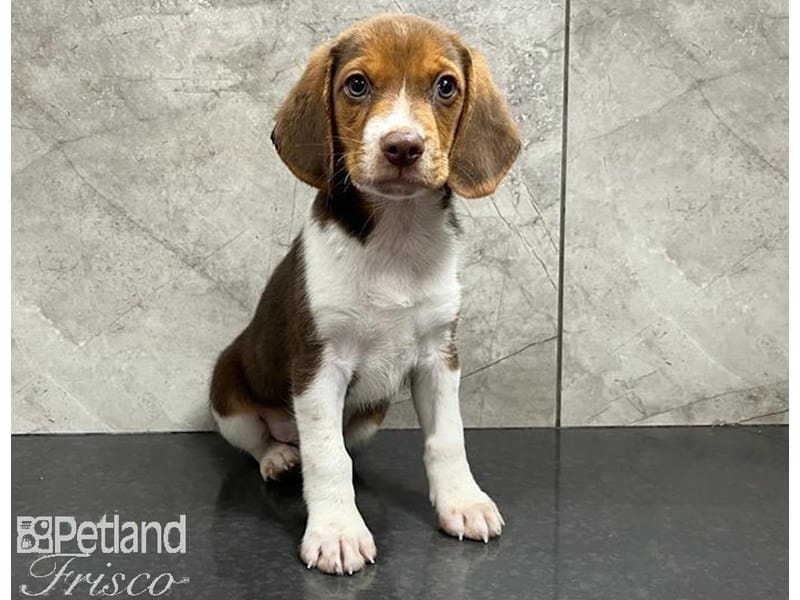 Beagle-DOG-Male-White and Chocolate-3760223-Petland Frisco, Texas