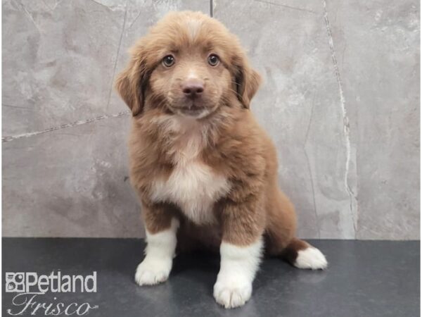 Miniature Australian Shepherd DOG Male White and Chocolate Merle 30302 Petland Frisco, Texas