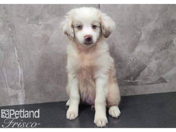 Miniature Australian Shepherd DOG Female White and Chocolate Merle 30300 Petland Frisco, Texas