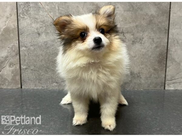 Pomeranian DOG Female Red 30296 Petland Frisco, Texas