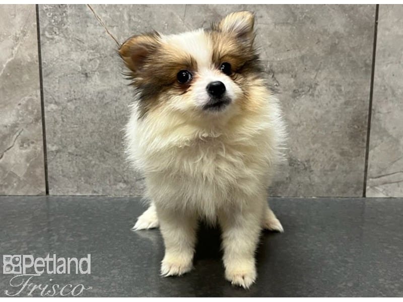 Pomeranian-DOG-Female-Red-3757893-Petland Frisco, Texas