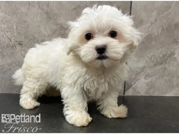 Maltese-DOG-Female-White-30295-Petland Frisco, Texas
