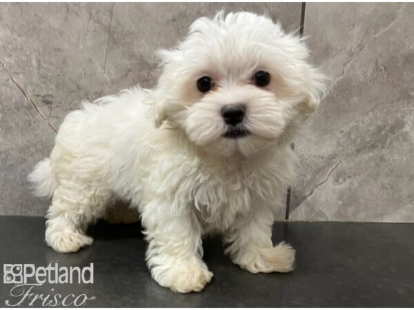 Maltese DOG Female White 30295 Petland Frisco, Texas