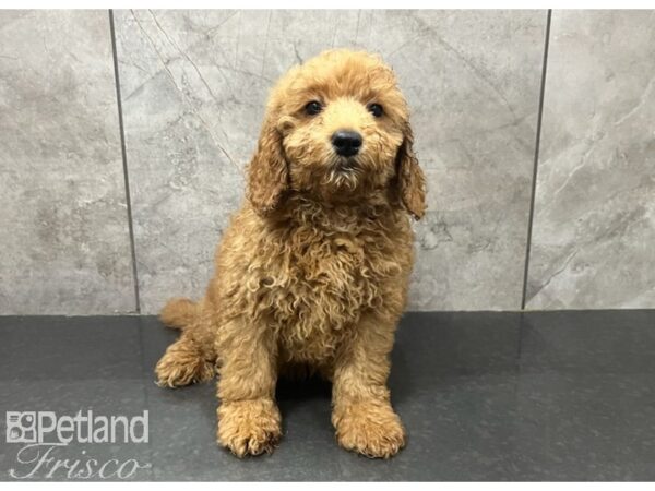 Goldendoodle Mini 2nd Gen DOG Male Apricot 30292 Petland Frisco, Texas