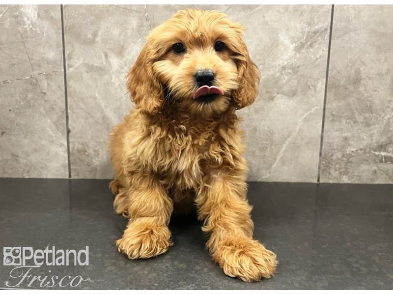 Goldendoodle Mini-DOG-Female-Apricot-3757875-Petland Frisco, Texas