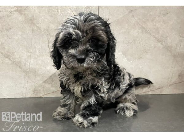 Cavapoo DOG Female Blue Merle 30286 Petland Frisco, Texas