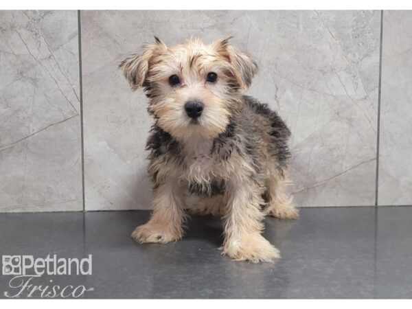 Morkie-DOG-Male-Golden-30284-Petland Frisco, Texas