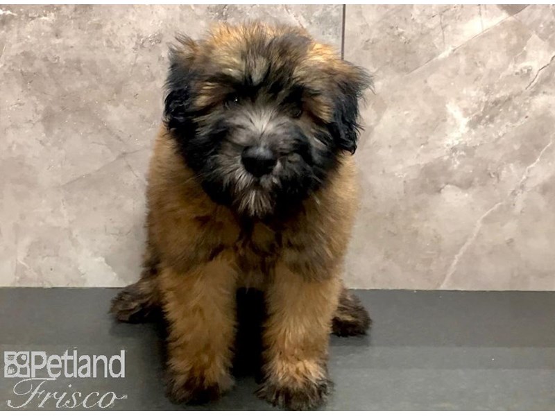 Soft Coated Wheaten Terrier Dog Male Wheaten 30282
