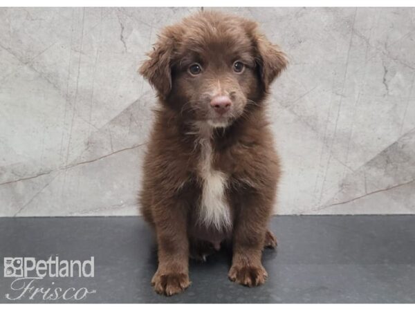 Miniature Australian Shepherd DOG Male Red / White 30281 Petland Frisco, Texas