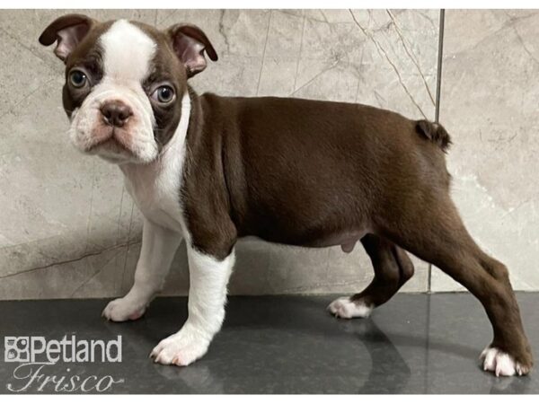 Boston Terrier-DOG-Male-Seal / White-30279-Petland Frisco & Mckinney, Texas