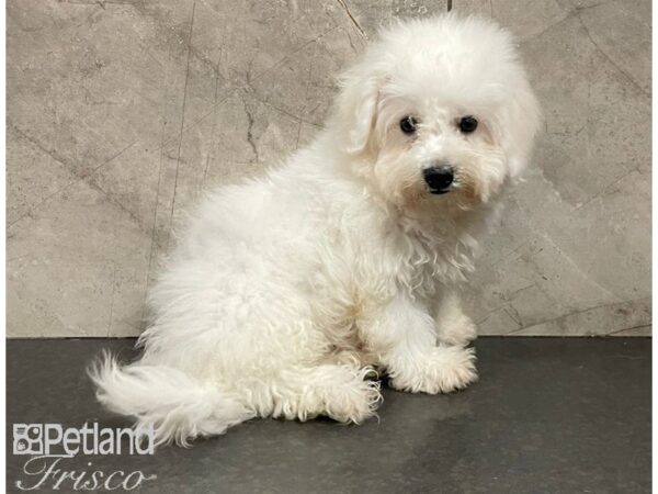 Bichon Frise DOG Female White 30278 Petland Frisco, Texas