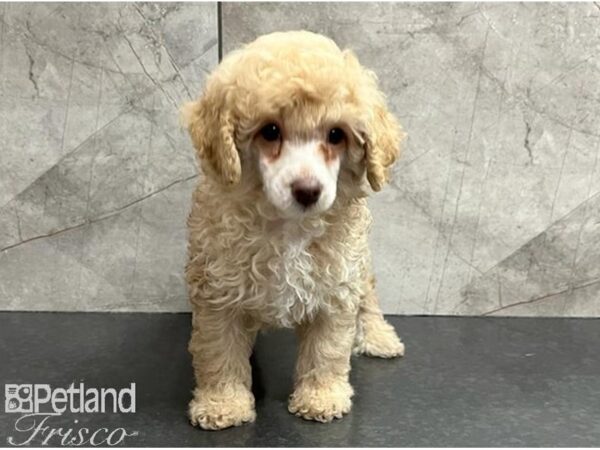 Miniature Poodle DOG Female Apricot 30277 Petland Frisco, Texas