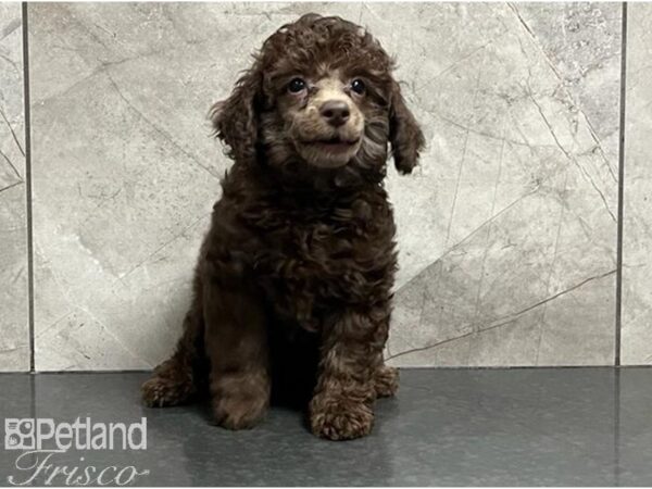 Miniature Poodle DOG Female Chocolate 30276 Petland Frisco, Texas