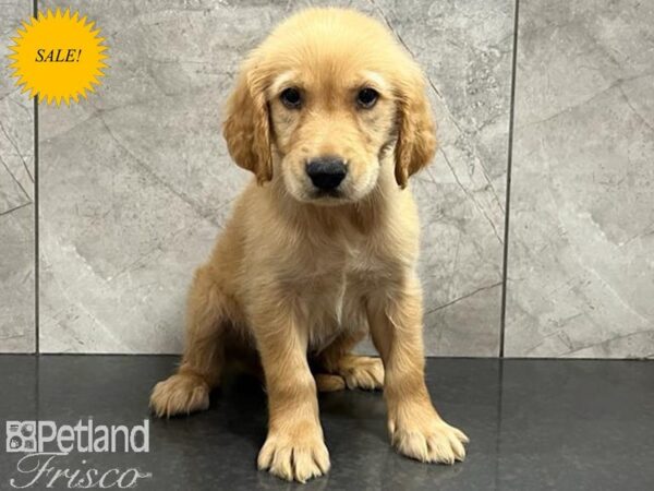 Golden Retriever-DOG-Male-Red-30240-Petland Frisco & Mckinney, Texas
