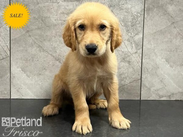 Golden Retriever DOG Male Red 30240 Petland Frisco, Texas