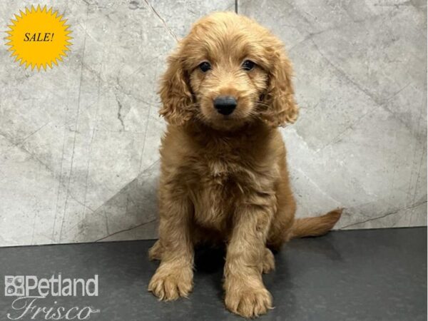 Goldendoodle Mini 2nd Gen DOG Female Red 30245 Petland Frisco, Texas