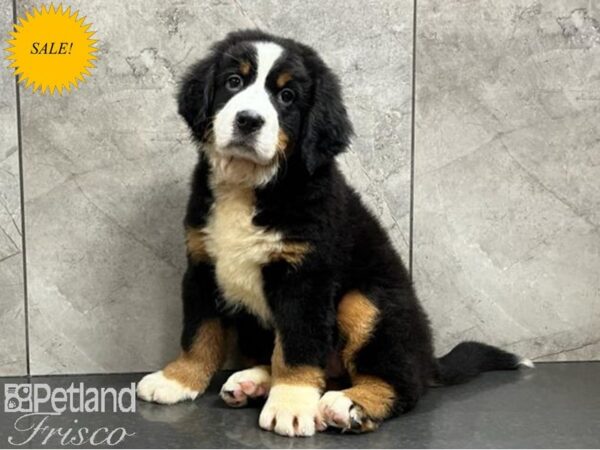 Bernese Mountain Dog DOG Female Tri-Colored 30257 Petland Frisco, Texas