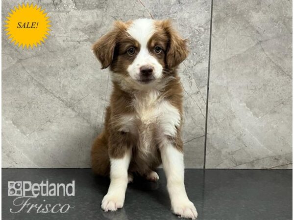 Miniature Australian Shepherd DOG Female Red Tri 30262 Petland Frisco, Texas