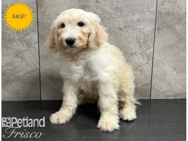 F1B Goldendoodle DOG Male Cream 30267 Petland Frisco, Texas