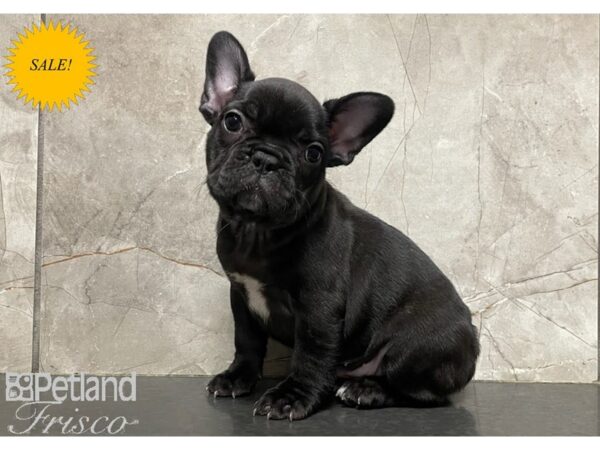 French Bulldog DOG Female Brindle 30289 Petland Frisco, Texas