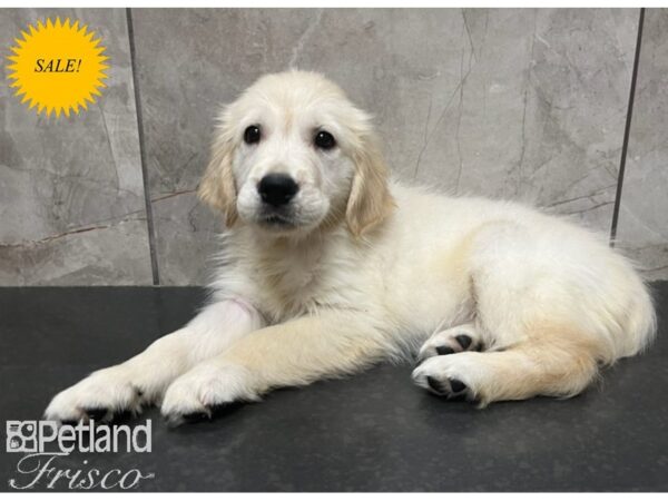 Golden Retriever DOG Female Golden 30294 Petland Frisco, Texas