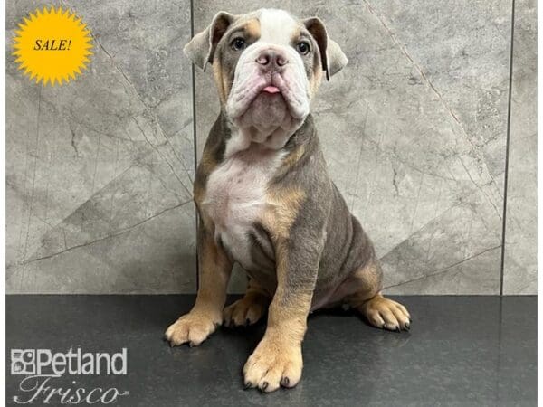 English Bulldog-DOG-Male-Lilac Tri-30298-Petland Frisco, Texas