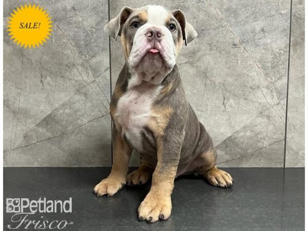 Lilac english bulldog puppies for sales sale