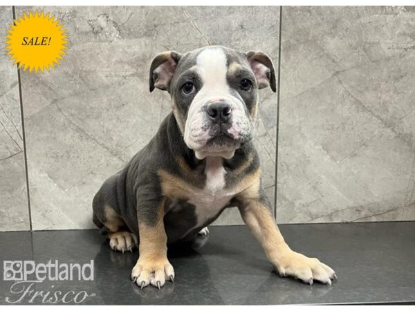 English Bulldog DOG Male White and Blue 30299 Petland Frisco, Texas