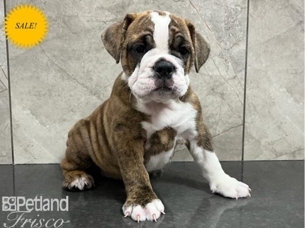 English Bulldog-DOG-Male-White and Brindle-30303-Petland Frisco, Texas