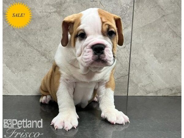 English Bulldog-DOG-Male-White and Red-30305-Petland Frisco, Texas