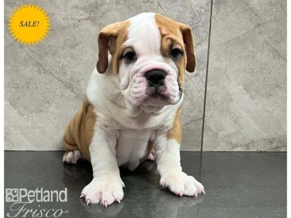 English Bulldog DOG Male White and Red 30305 Petland Frisco, Texas