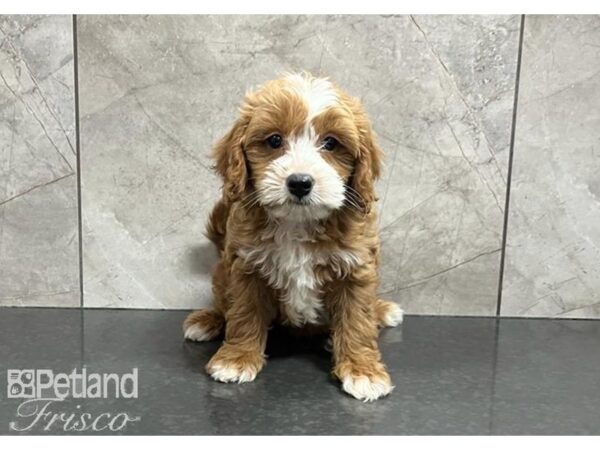 Cavapoo-DOG-Male-Red-30332-Petland Frisco & Mckinney, Texas
