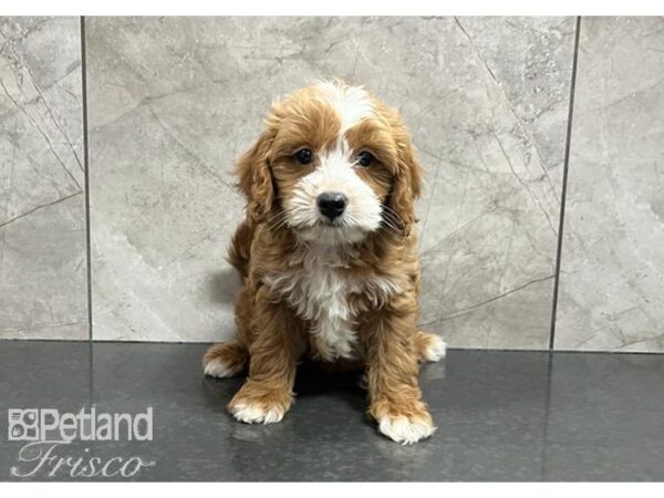 Cavapoo-DOG-Male-Red-30332-Petland Frisco, Texas