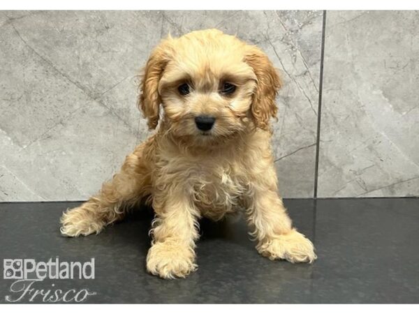 Cavachon-DOG-Female-Blenheim-30331-Petland Frisco, Texas