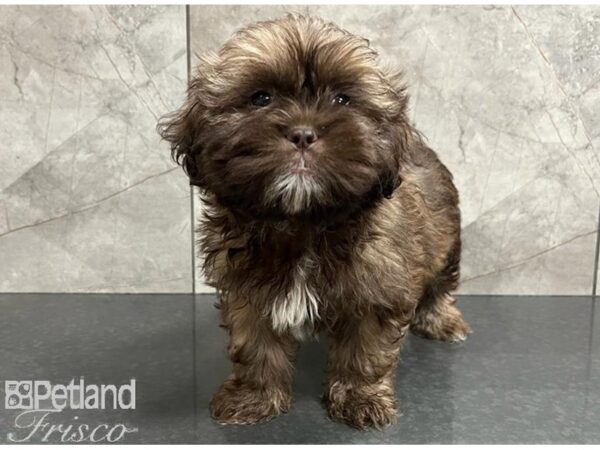 Shih Tzu DOG Male Chocolate 30328 Petland Frisco, Texas