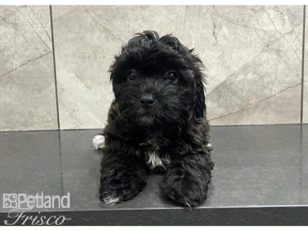 Teddy Bear-DOG-Female-Black / White-30327-Petland Frisco, Texas