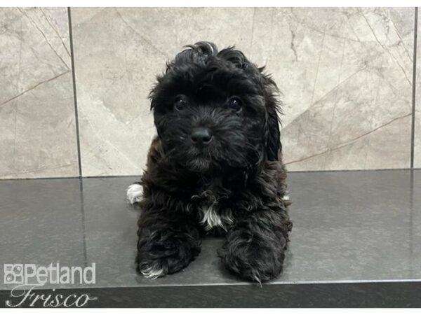 Teddy Bear DOG Female Black / White 30327 Petland Frisco, Texas