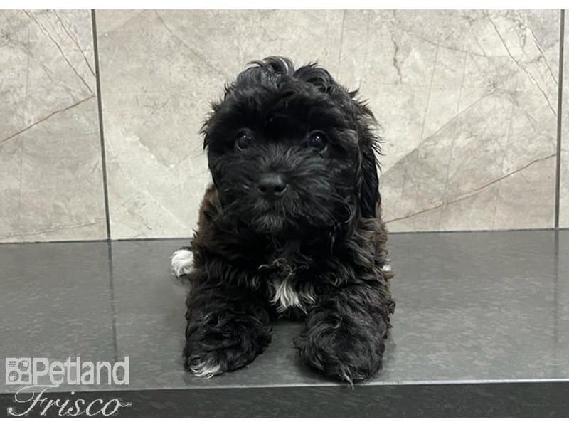 Teddy Bear-DOG-Female-Black / White-3759718-Petland Frisco, Texas