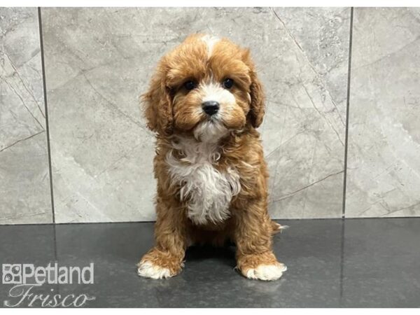 Cavapoo DOG Female Red 30326 Petland Frisco, Texas