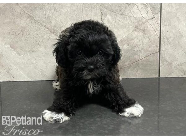 Teddy Bear DOG Female Black / White 30325 Petland Frisco, Texas