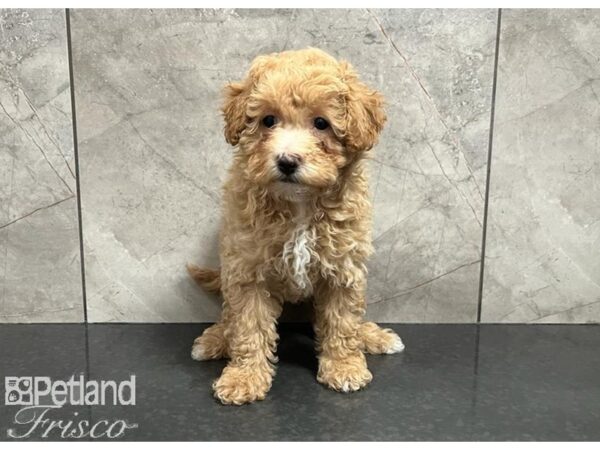 Poochon DOG Male Brown 30323 Petland Frisco, Texas