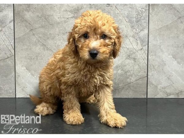 Goldendoodle Mini 2nd Gen DOG Female Red 30322 Petland Frisco, Texas