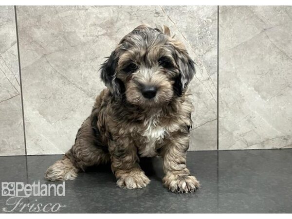 Mini Sheepadoodle DOG Female Blue Merle 30320 Petland Frisco, Texas