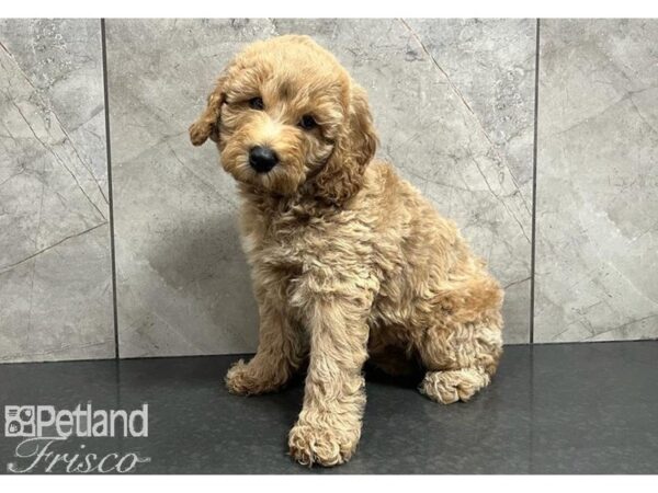 Goldendoodle Mini 2nd Gen DOG Male Red 30319 Petland Frisco, Texas